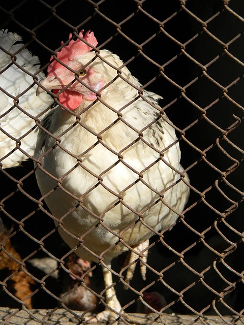 伊斯科的灵 伊斯科的灵